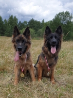 vom Trojangold, hodowla Owczarków Niemieckich Długowłosych