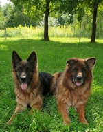 vom Trojangold, hodowla Owczarków Niemieckich Długowłosych