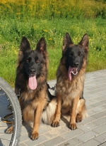 vom Trojangold, hodowla Owczarków Niemieckich Długowłosych