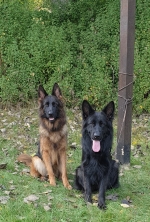 vom Trojangold, hodowla Owczarków Niemieckich Długowłosych