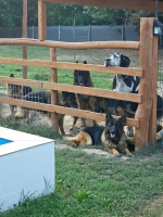 vom Trojangold, hodowla Owczarków Niemieckich Długowłosych