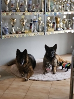 vom Trojangold, hodowla Owczarków Niemieckich Długowłosych