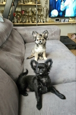 vom Trojangold, hodowla Owczarków Niemieckich Długowłosych