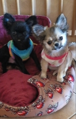 vom Trojangold, hodowla Owczarków Niemieckich Długowłosych