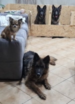 vom Trojangold, hodowla Owczarków Niemieckich Długowłosych