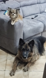 vom Trojangold, hodowla Owczarków Niemieckich Długowłosych