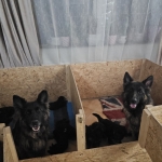 vom Trojangold, hodowla Owczarków Niemieckich Długowłosych