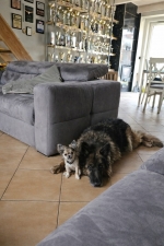 vom Trojangold, hodowla Owczarków Niemieckich Długowłosych