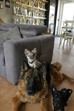 vom Trojangold, hodowla Owczarków Niemieckich Długowłosych