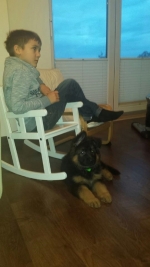 vom Trojangold, hodowla Owczarków Niemieckich Długowłosych