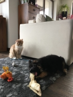 vom Trojangold, hodowla Owczarków Niemieckich Długowłosych