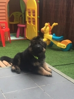 vom Trojangold, hodowla Owczarków Niemieckich Długowłosych