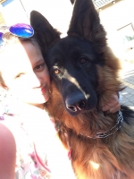 vom Trojangold, hodowla Owczarków Niemieckich Długowłosych