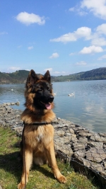 vom Trojangold, hodowla Owczarków Niemieckich Długowłosych