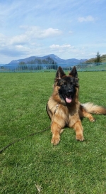 vom Trojangold, hodowla Owczarków Niemieckich Długowłosych