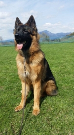 vom Trojangold, hodowla Owczarków Niemieckich Długowłosych