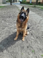 vom Trojangold, hodowla Owczarków Niemieckich Długowłosych