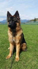 vom Trojangold, hodowla Owczarków Niemieckich Długowłosych