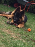 vom Trojangold, hodowla Owczarków Niemieckich Długowłosych