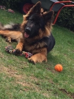 vom Trojangold, hodowla Owczarków Niemieckich Długowłosych