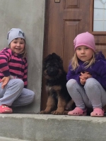 vom Trojangold, hodowla Owczarków Niemieckich Długowłosych