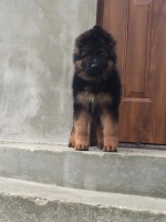 vom Trojangold, hodowla Owczarków Niemieckich Długowłosych