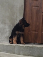 vom Trojangold, hodowla Owczarków Niemieckich Długowłosych