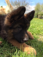 vom Trojangold, hodowla Owczarków Niemieckich Długowłosych