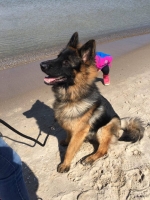 vom Trojangold, hodowla Owczarków Niemieckich Długowłosych