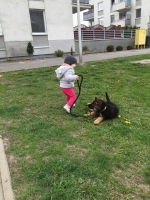 vom Trojangold, hodowla Owczarków Niemieckich Długowłosych