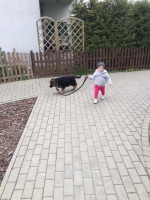 vom Trojangold, hodowla Owczarków Niemieckich Długowłosych