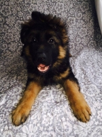 vom Trojangold, hodowla Owczarków Niemieckich Długowłosych