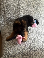 vom Trojangold, hodowla Owczarków Niemieckich Długowłosych