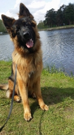 vom Trojangold, hodowla Owczarków Niemieckich Długowłosych