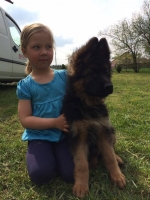 vom Trojangold, hodowla Owczarków Niemieckich Długowłosych