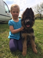 vom Trojangold, hodowla Owczarków Niemieckich Długowłosych