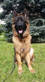 vom Trojangold, hodowla Owczarków Niemieckich Długowłosych