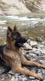 vom Trojangold, hodowla Owczarków Niemieckich Długowłosych