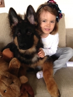 vom Trojangold, hodowla Owczarków Niemieckich Długowłosych