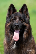 vom Trojangold, hodowla Owczarków Niemieckich Długowłosych