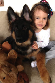 vom Trojangold, hodowla Owczark&oacute;w Niemieckich Długowłosych