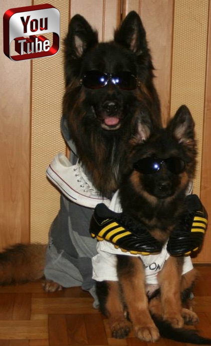 vom Trojangold, hodowla Owczark&oacute;w Niemieckich Długowłosych