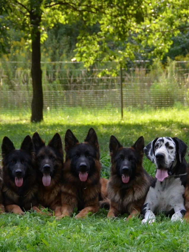 vom Trojangold, hodowla Owczark&oacute;w Niemieckich Długowłosych