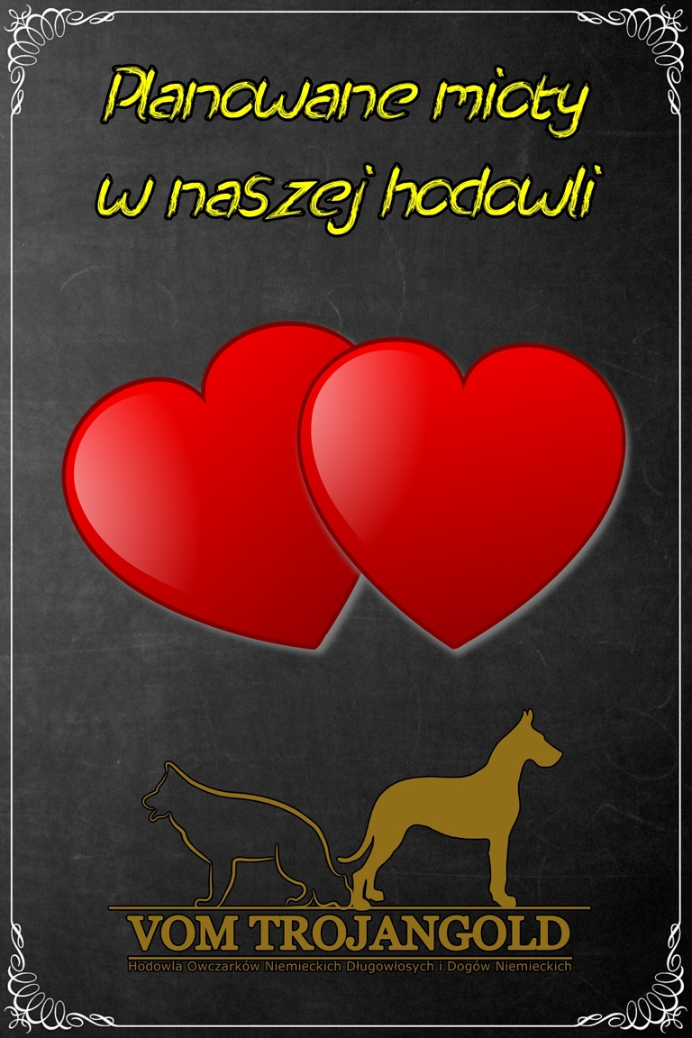 vom Trojangold, hodowla Owczark&oacute;w Niemieckich Długowłosych
