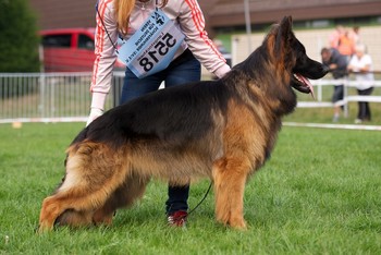 vom Trojangold, hodowla Owczarków Niemieckich Długowłosych