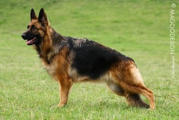 vom Trojangold, hodowla Owczarków Niemieckich Długowłosych