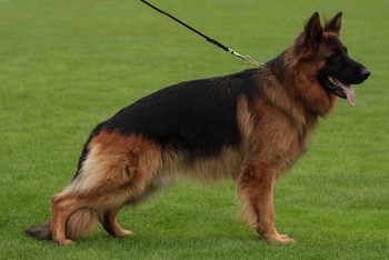 vom Trojangold, hodowla Owczarków Niemieckich Długowłosych