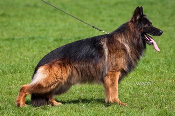 vom Trojangold, hodowla Owczarków Niemieckich Długowłosych