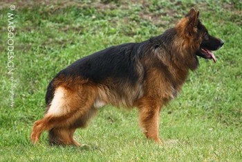 vom Trojangold, hodowla Owczarków Niemieckich Długowłosych